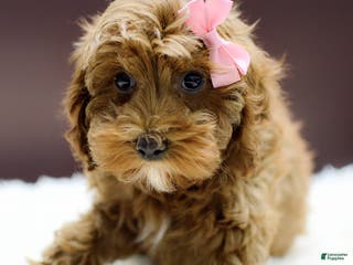 Cockapoo dogs Kali - Ad 18