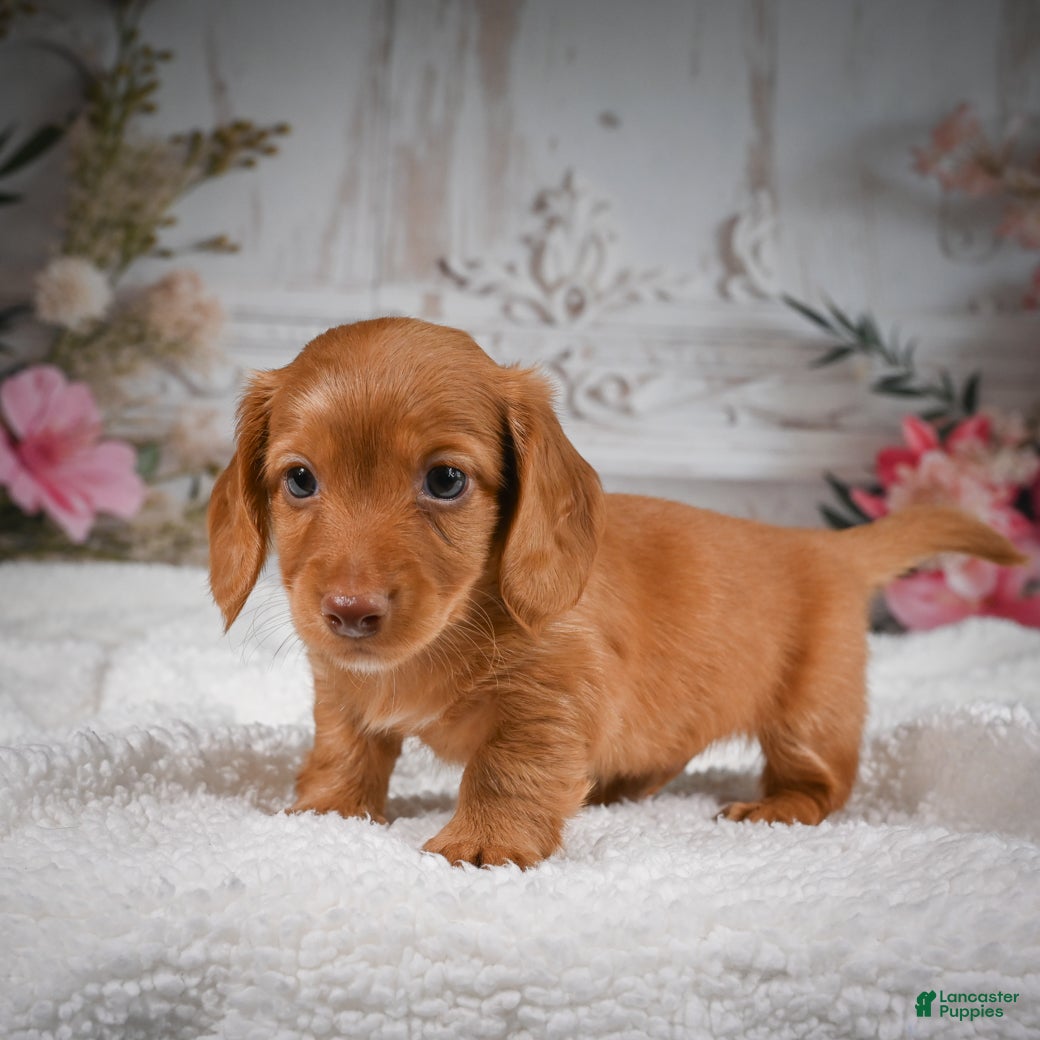 Miniature Dachshund dogs for sale: AKC-Bobby - Ad 4