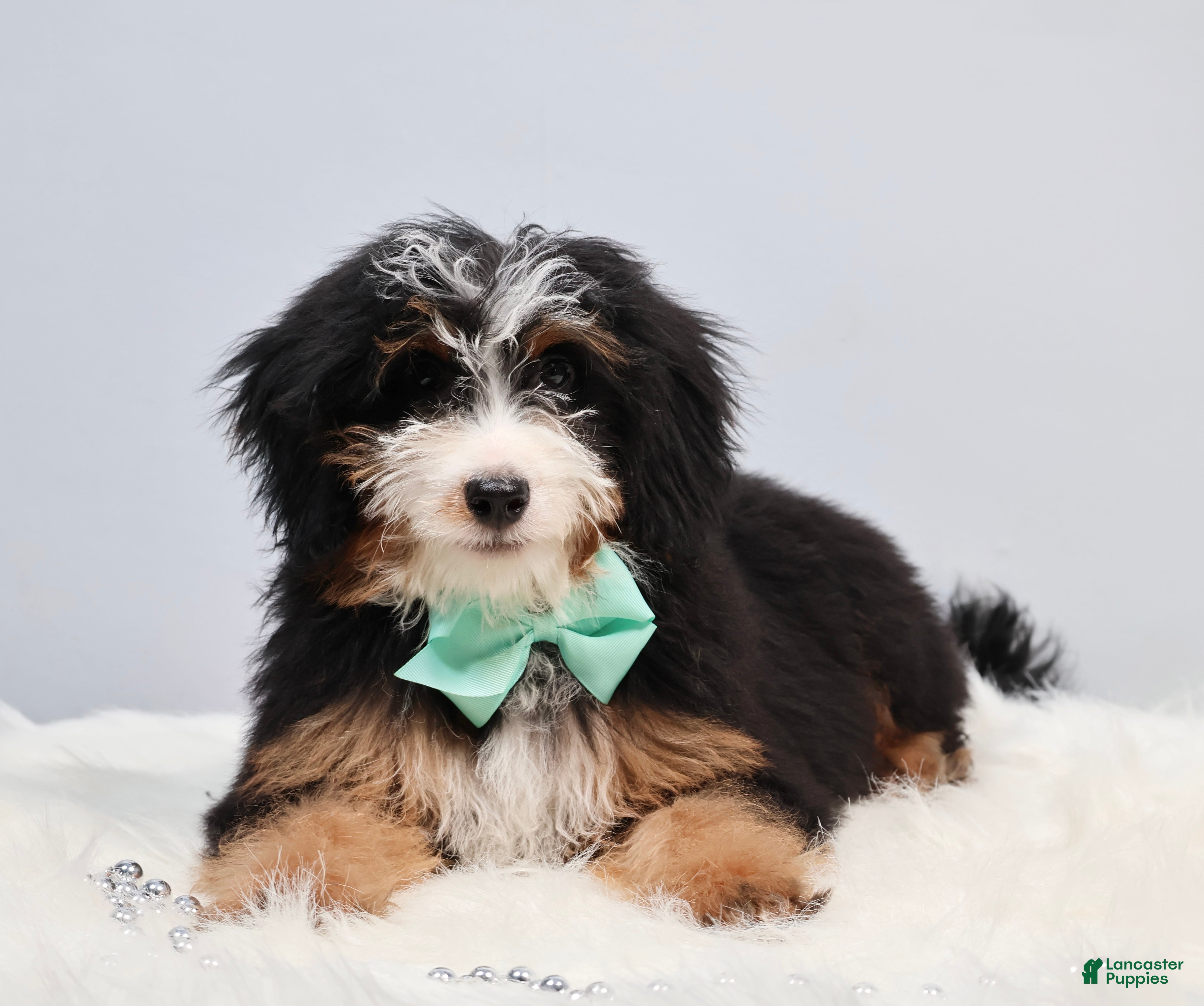 Mini Bernedoodle dogs for sale: Dylan - Ad 1