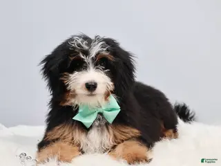 Mini Bernedoodle dogs for sale: Dylan - Ad 1