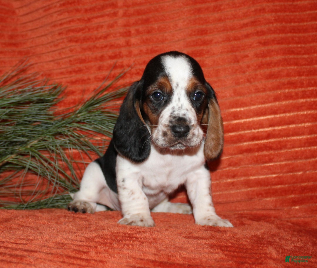 Basset Hound dogs for sale: Sammy - Ad 4