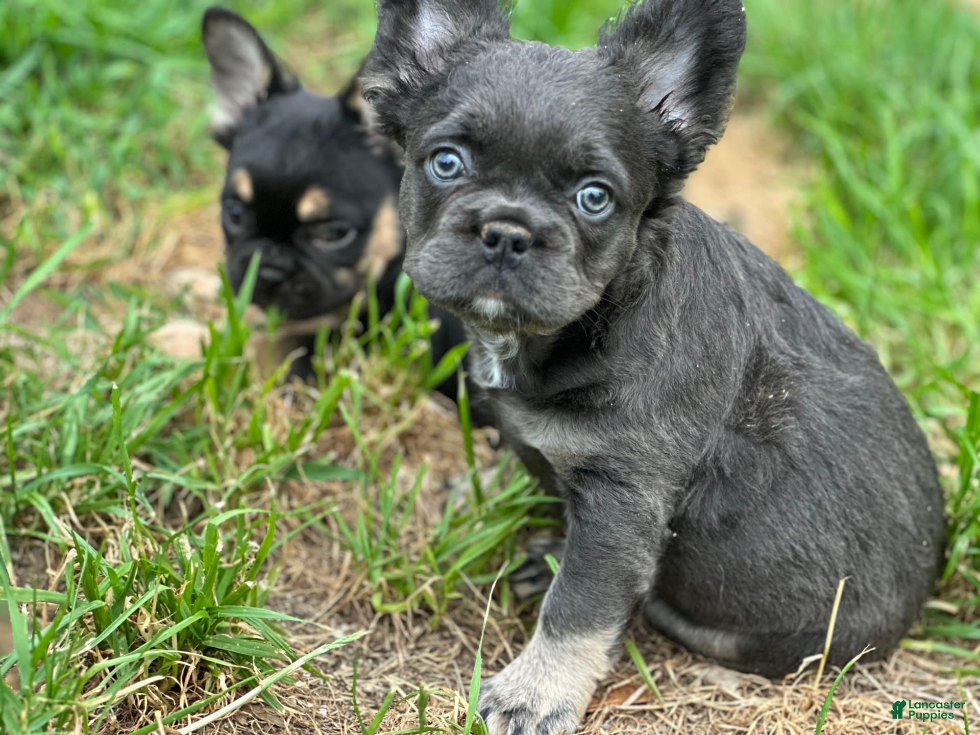 French Bulldog dogs Monica - Ad 22