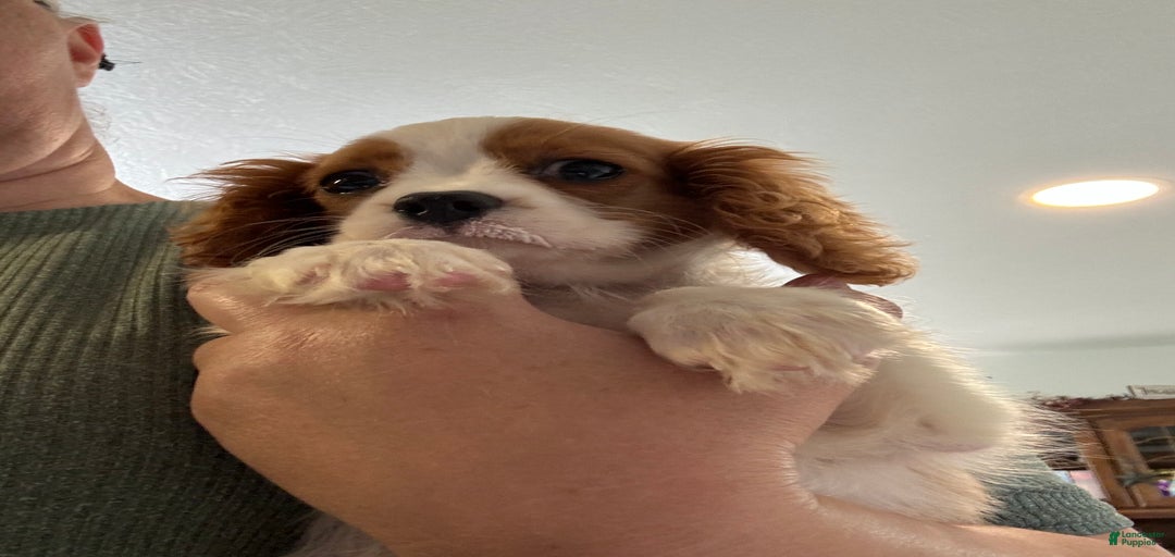 Gallery Image {{count}}