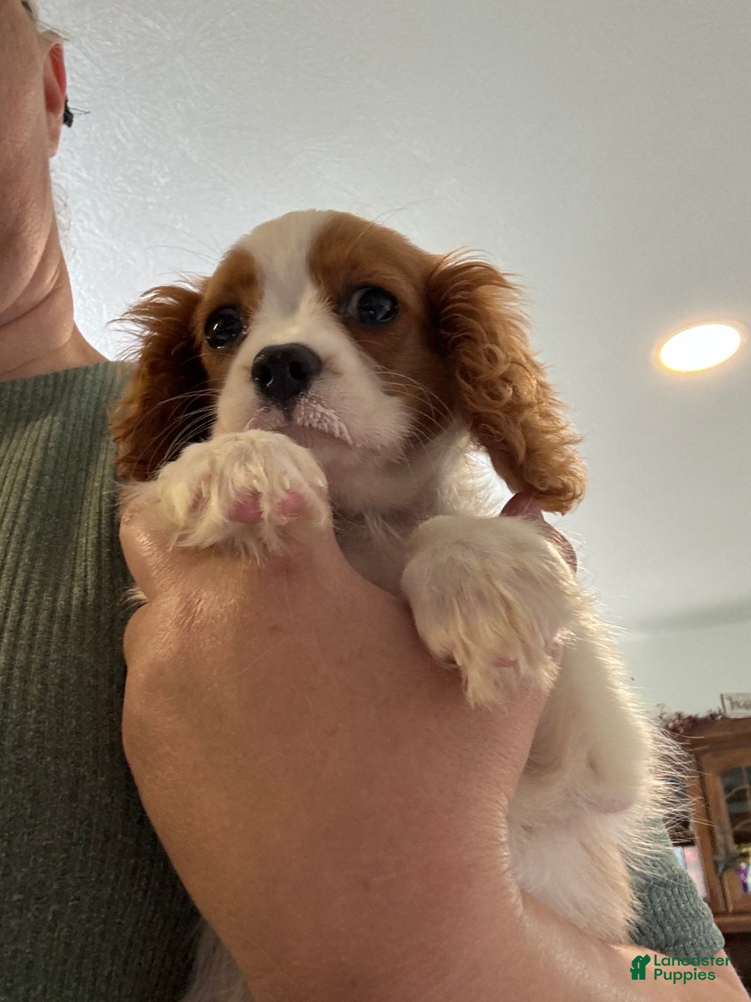 Gallery Image {{count}}