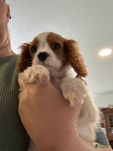 Gallery Image {{count}}