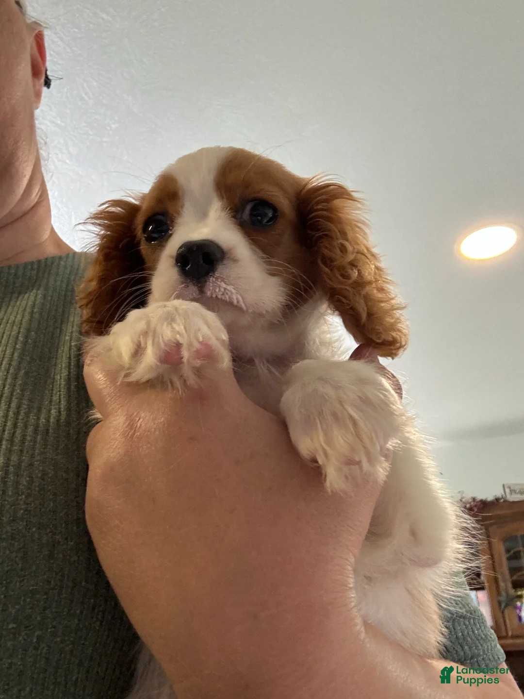 Gallery Image {{count}}