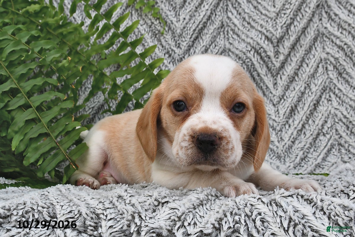 Mixed Breed dogs for sale: Penny  - Ad 1