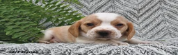 Mixed Breed dogs for sale: Penny  - Ad 1