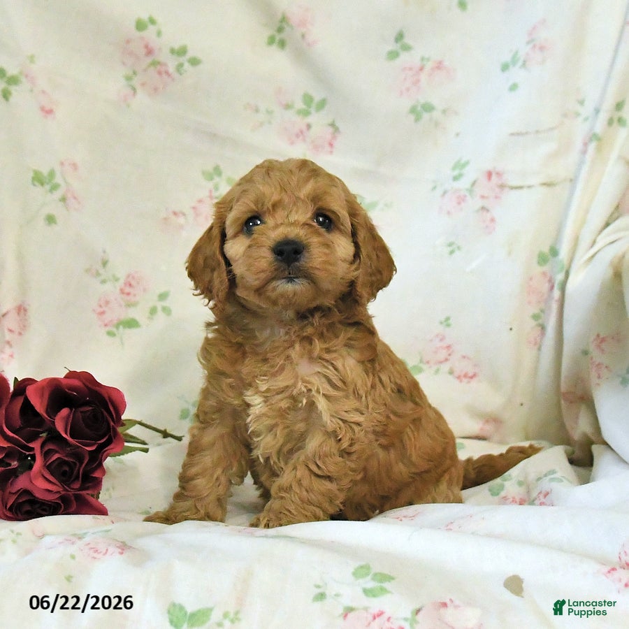 Cockapoo dogs Carter - Ad 1