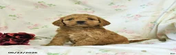 Cockapoo dogs for sale: Carter - Ad 1