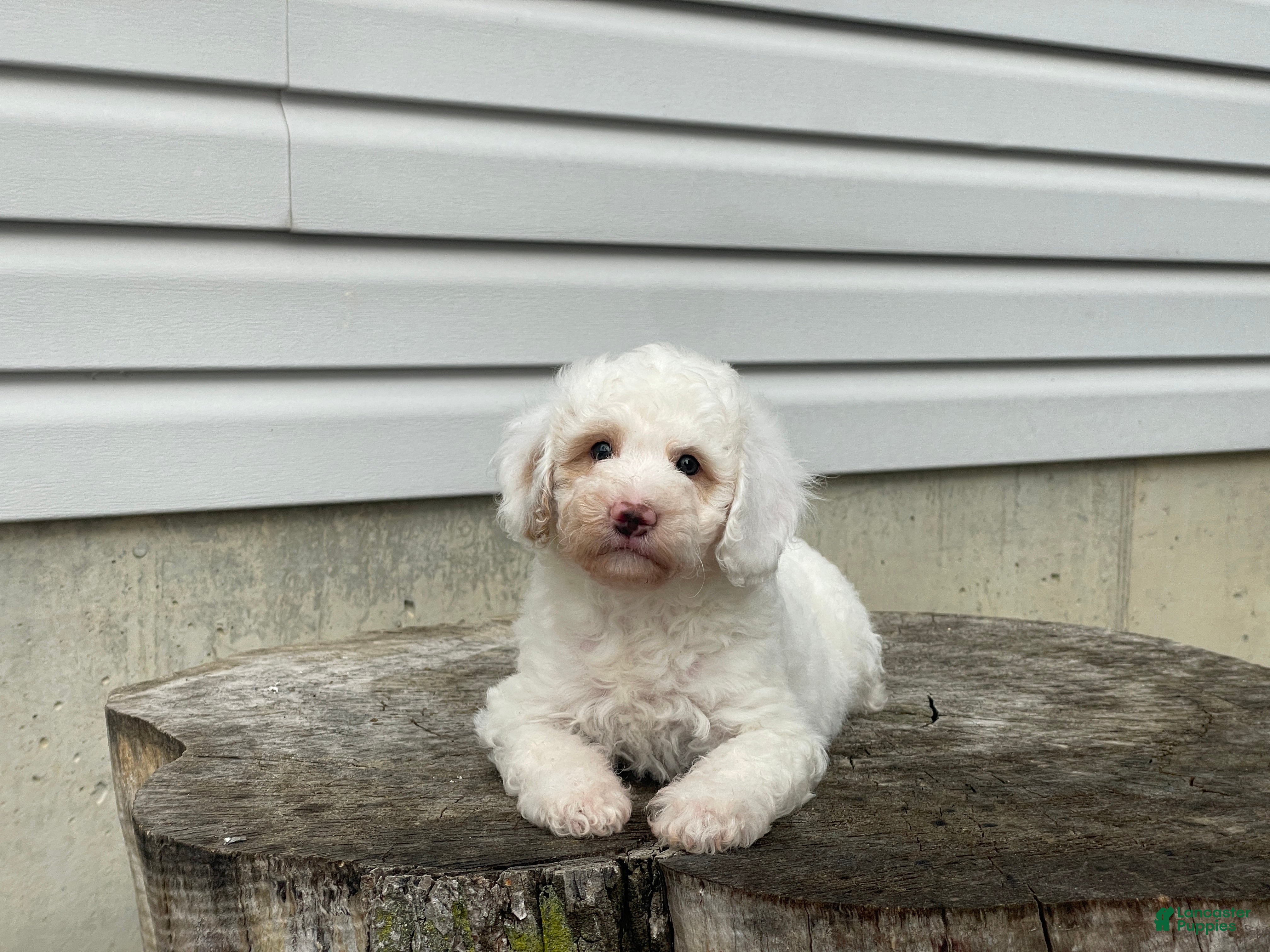 Miniature Poodle dogs Daxton Miniature Poodle  - Ad 1