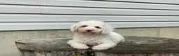 Miniature Poodle dogs for sale: Daxton Miniature Poodle  - Ad 1