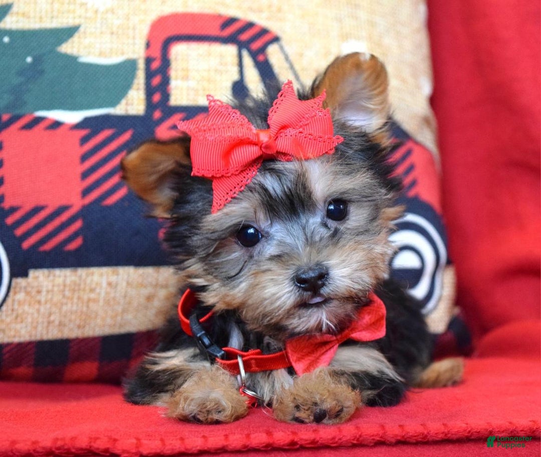 Yorkshire Terrier dogs for sale: Prancer - Ad 6