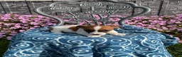 Jack Russell Terrier dogs for sale: Dana - Ad 2