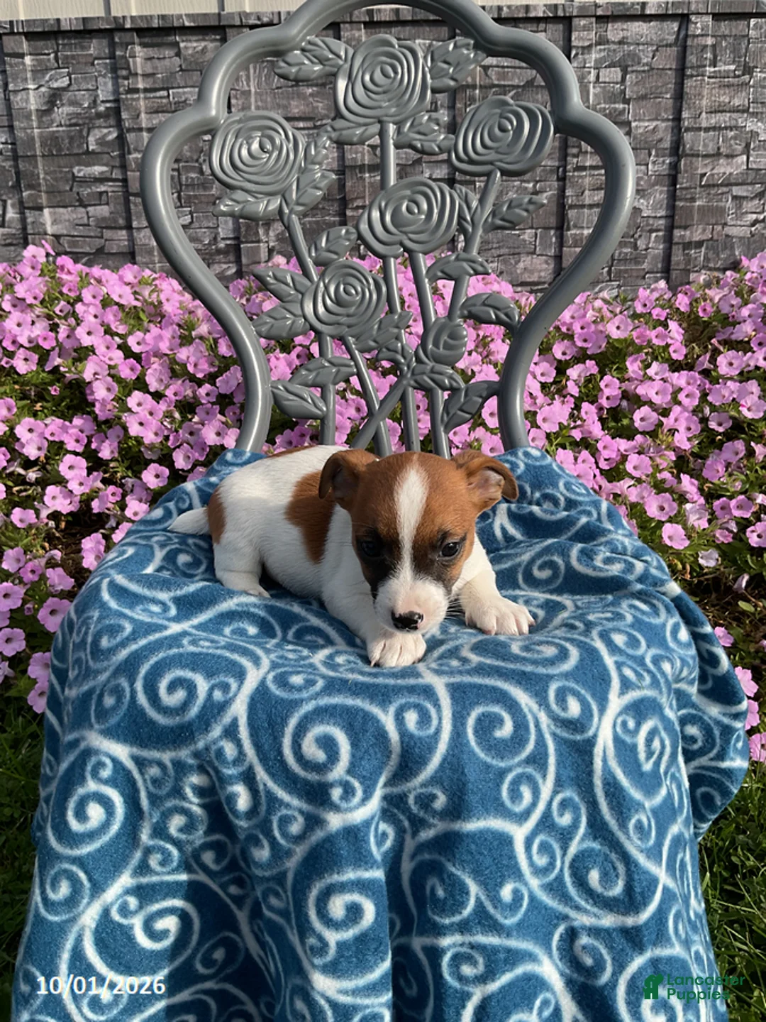 Jack Russell Terrier dogs for sale: Dana - Ad 2
