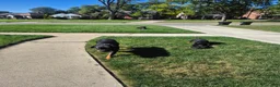 Rottweiler dogs for sale: Rottweiler 4 - Ad 3