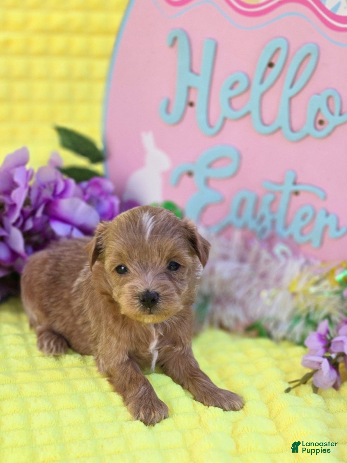 Mixed Breed dogs Jelly - Ad 1