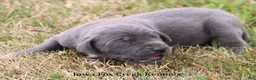 Great Dane dogs for sale: Sophie - Ad 6