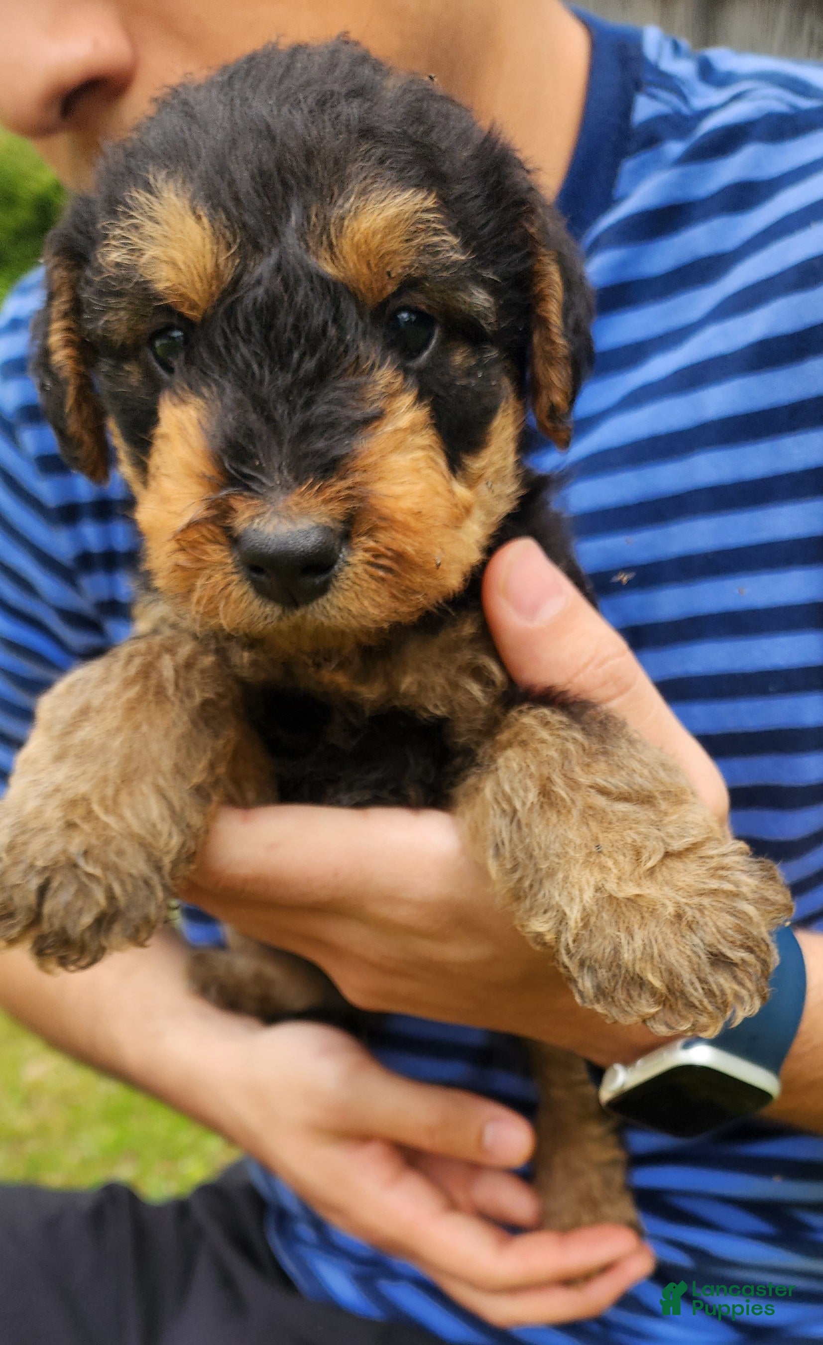 Airedale Terrier dogs Enchanted Airedales - Green Boy - Ad 4