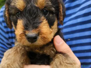 Airedale Terrier dogs for sale: Enchanted Airedales - Green Boy - Ad 3