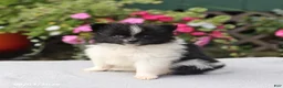Pomeranian dogs for sale: Tootsie - Ad 4