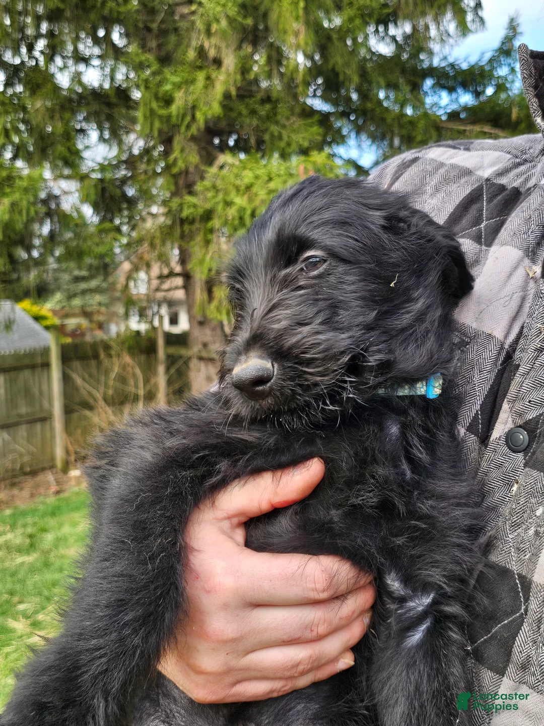 Mixed Breed dogs for sale: Shi guy - Ad 1