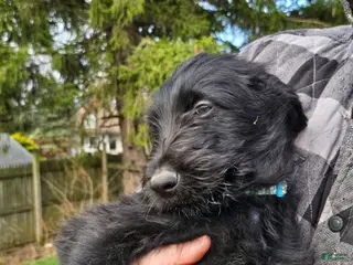 Mixed Breed dogs Shi guy - Ad 11