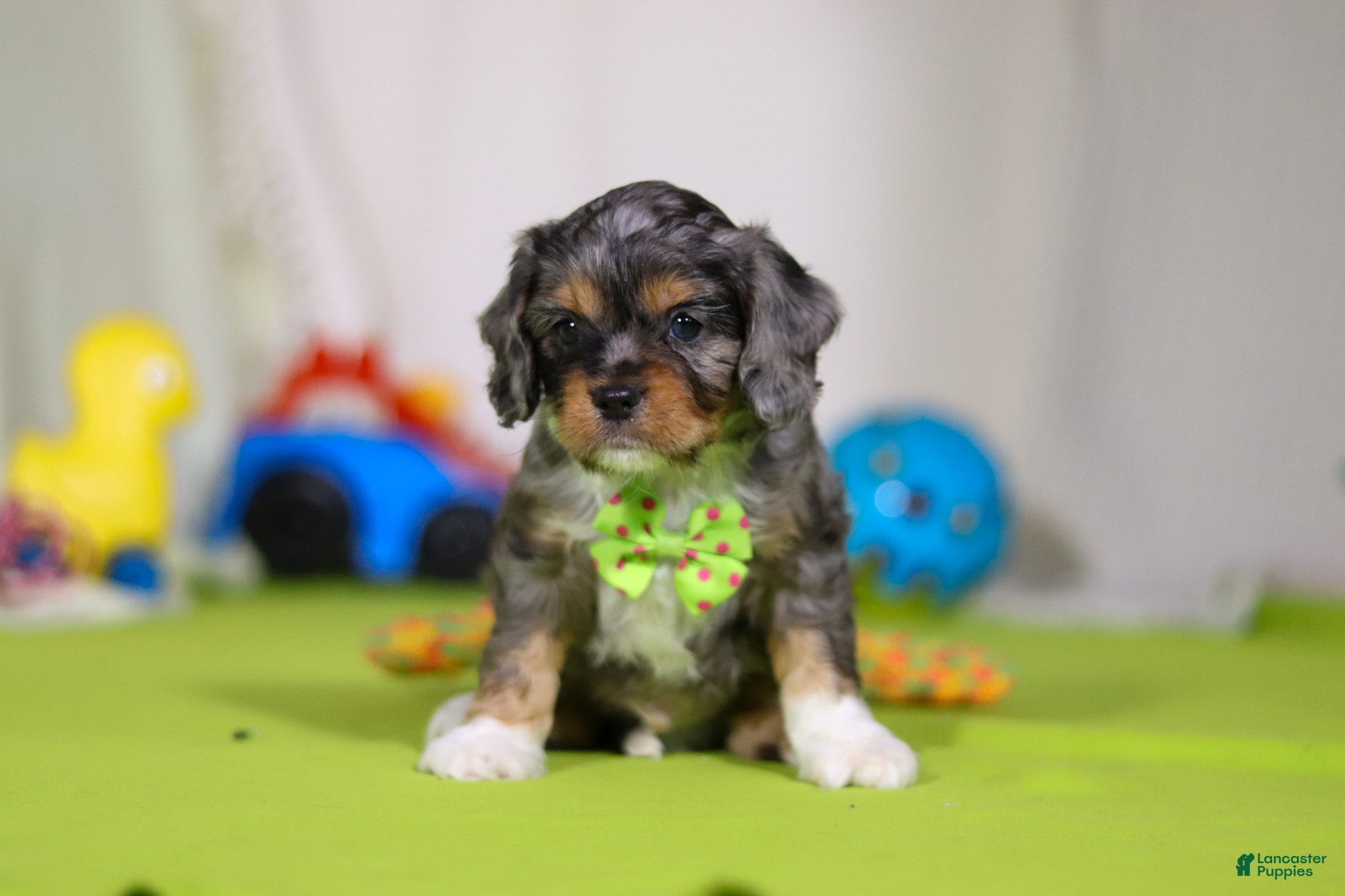 Cavapoo dogs Ajax - Ad 27