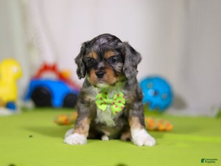 Cavapoo dogs Ajax - Ad 18