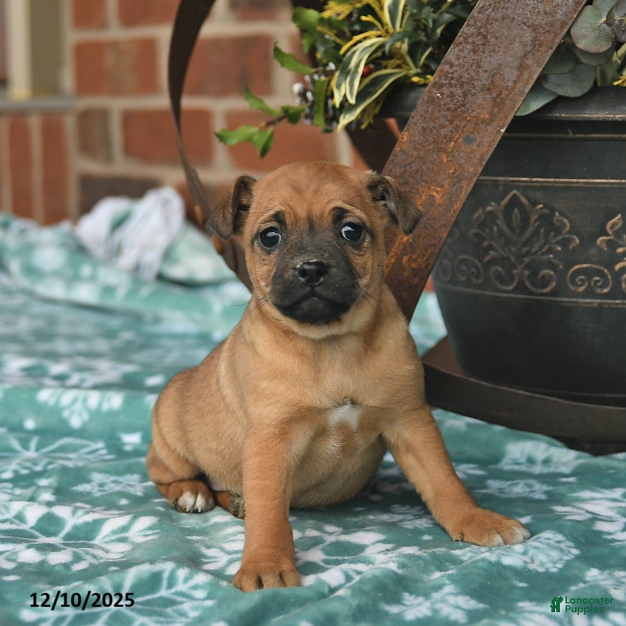 Jug dogs Joy  - Ad 9