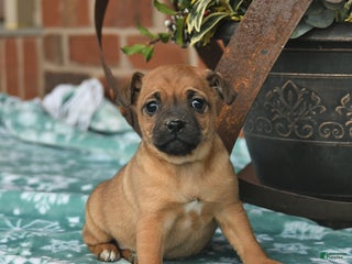 Jug dogs Joy - Ad 22