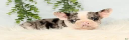 Frenchton dogs for sale: Jase - Ad 5