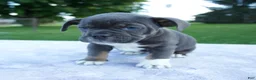 Beabull dogs for sale: Hailey - Ad 5
