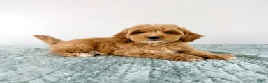 Biscuit