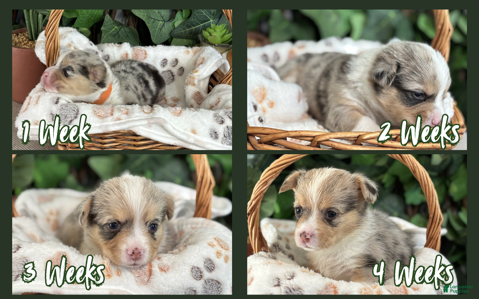 American Corgi dogs Merel Male - Michelangelo - Ad 2
