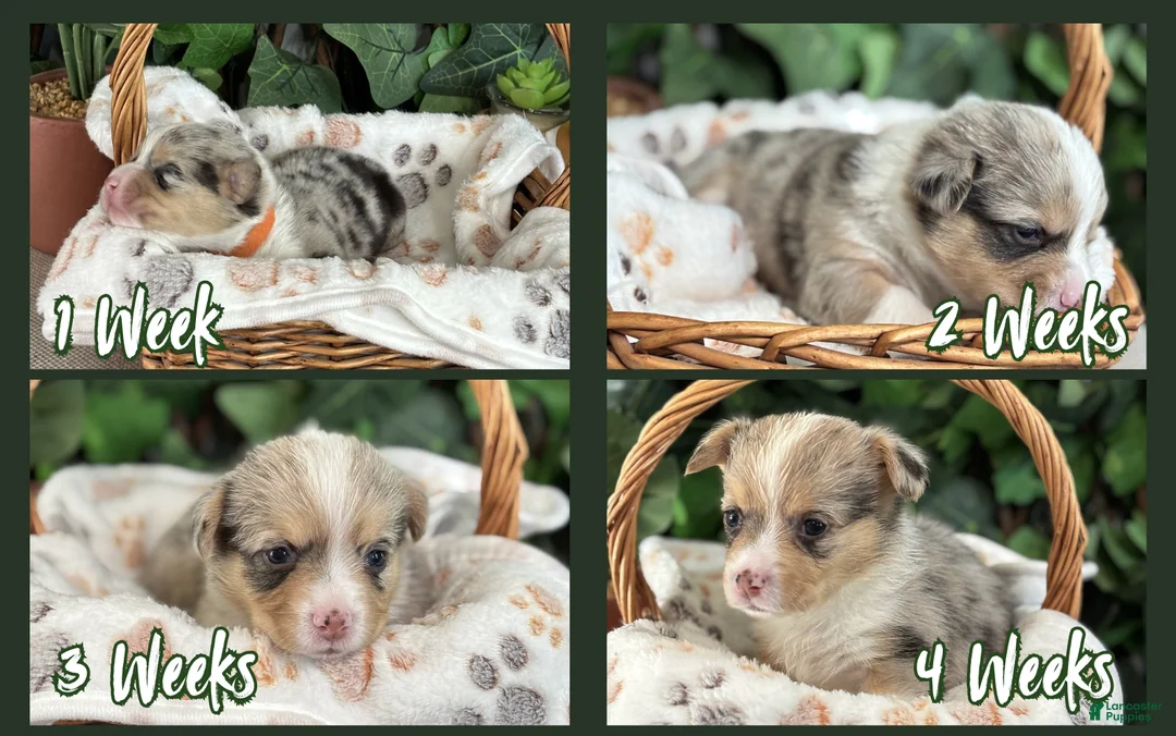 American Corgi dogs for sale: Merel Male - Michelangelo - Ad 2