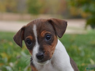 Jack Russell Terrier dogs - Ad 34