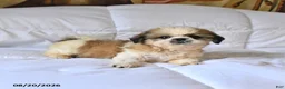 Shih Tzu dogs for sale: Marigold - Ad 3