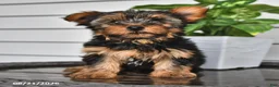 Yorkshire Terrier dogs for sale: Cathy - Ad 3