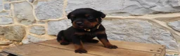 Rottweiler dogs for sale: Bell - Ad 1