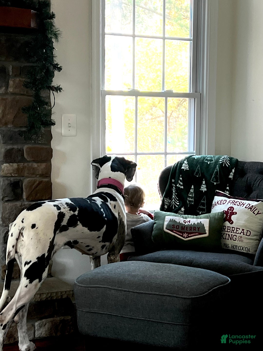 Great Dane dogs for sale: Sweetheart  - Ad 3