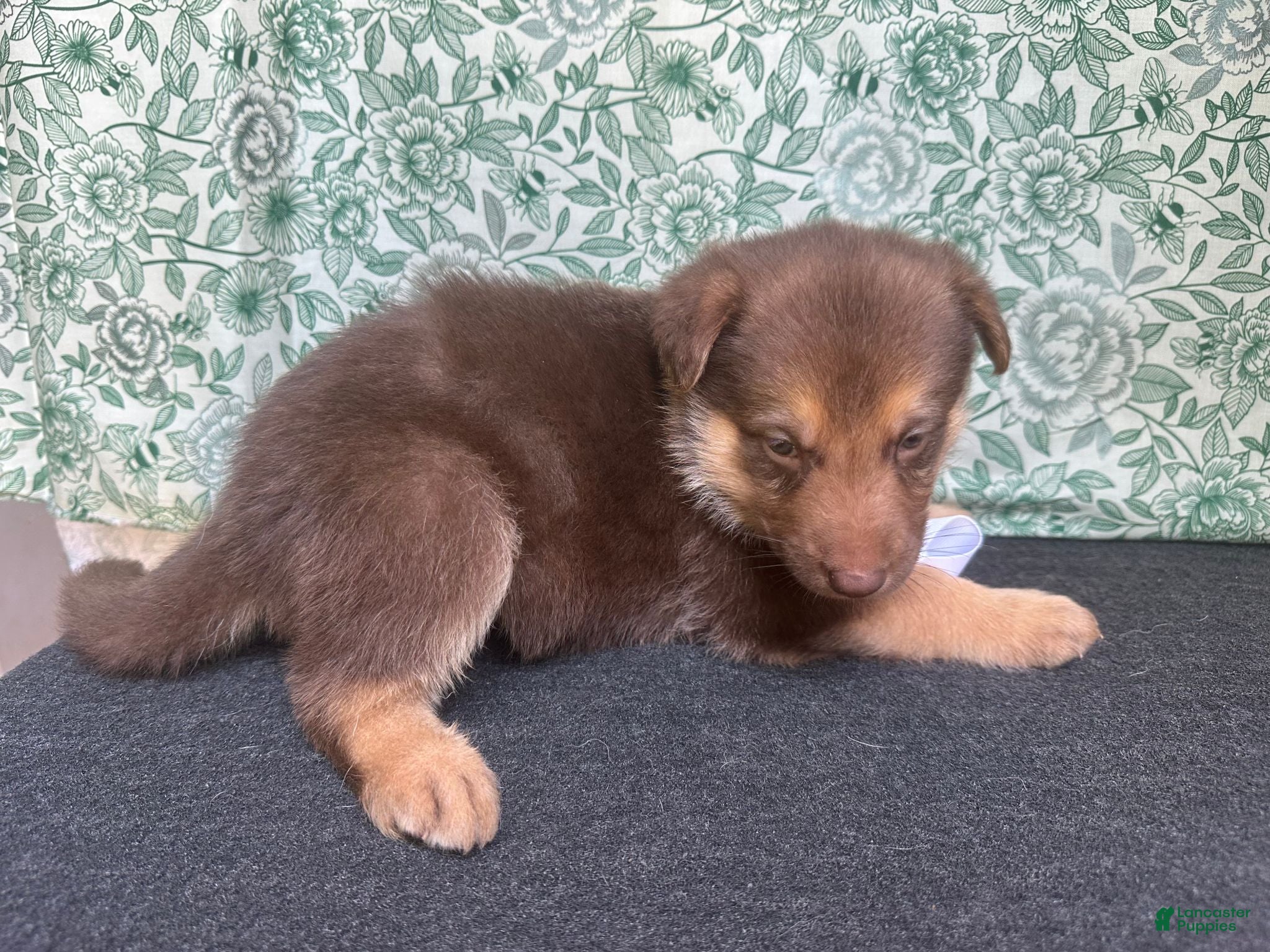 German Shepherd dogs Birch - Ad 2