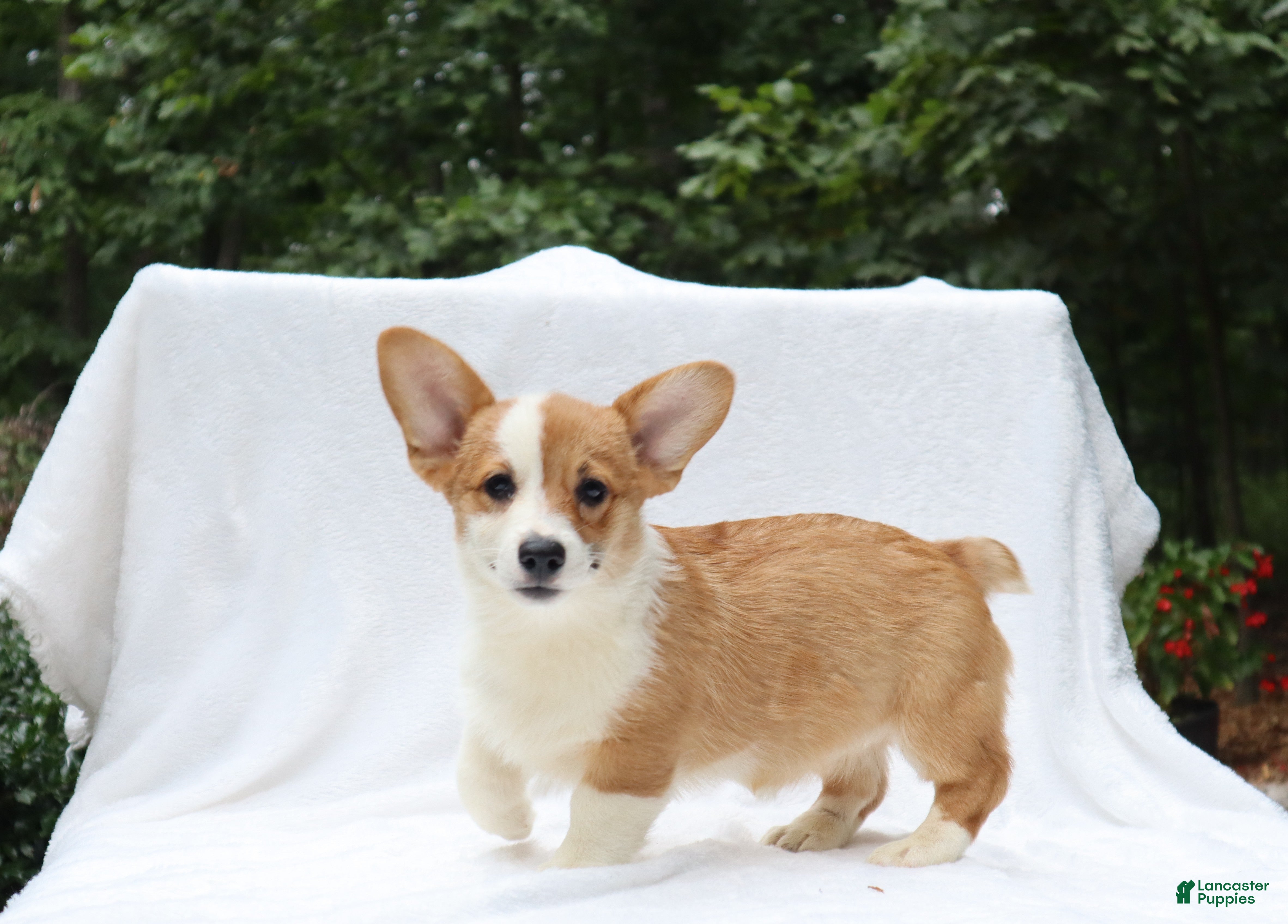 Welsh Corgi Pembroke dogs Reign - Ad 2