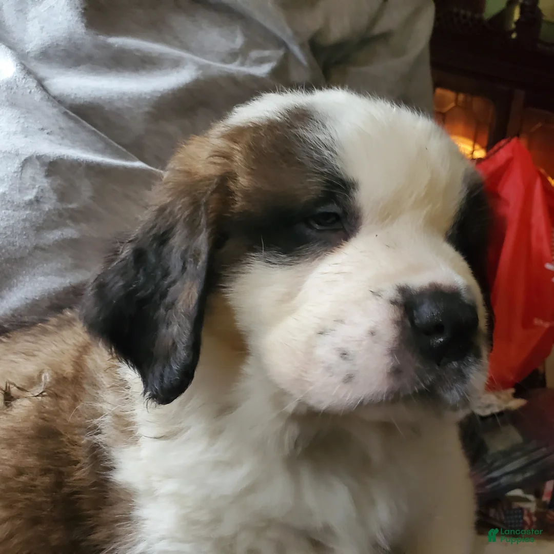 Saint Bernard dogs for sale: Saint Bernard Puppy 9 - Ad 2