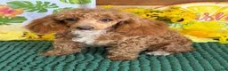 Toy Poodle dogs for sale: Rose - Ad 2