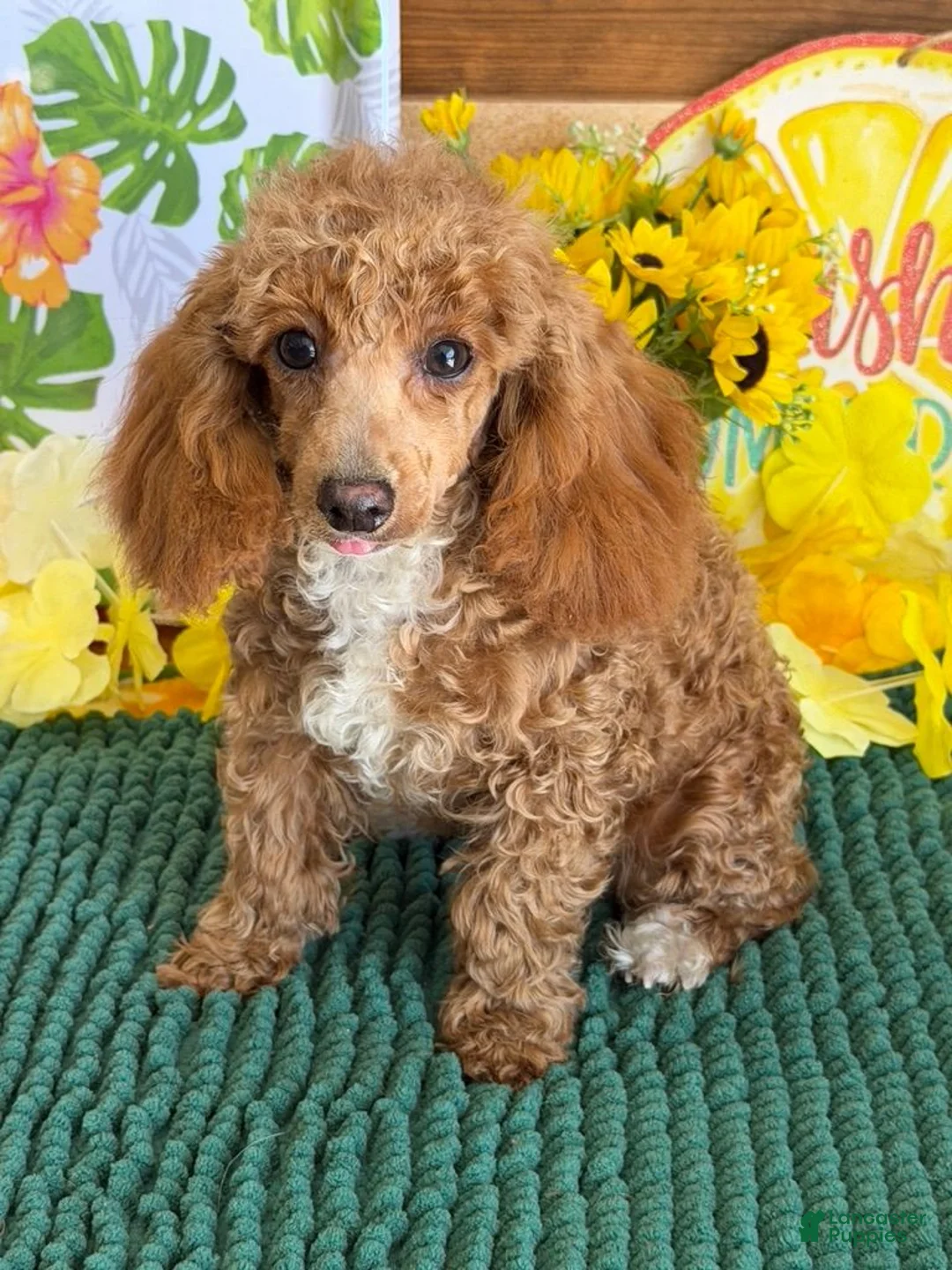 Toy Poodle dogs for sale: Rose - Ad 2