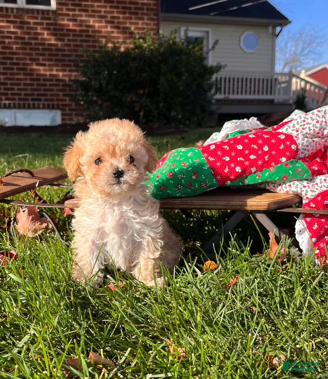 Maltipoo dogs for sale:  Arthur🎄❤️House Trained Crate Potty ❤️🎄717-723-5426 - Ad 5