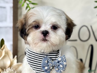 Shih Tzu dogs for sale: Brady - Ad 3