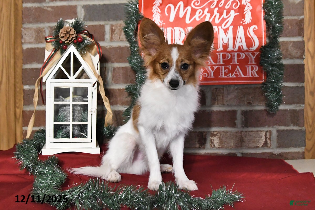 Papillon dogs Scout - Ad 24