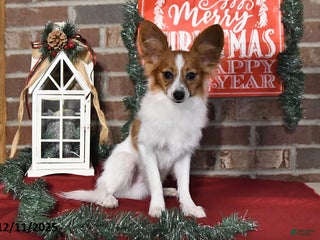 Papillon dogs Scout - Ad 27